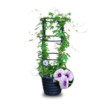 Moonflower Or Ipomoea